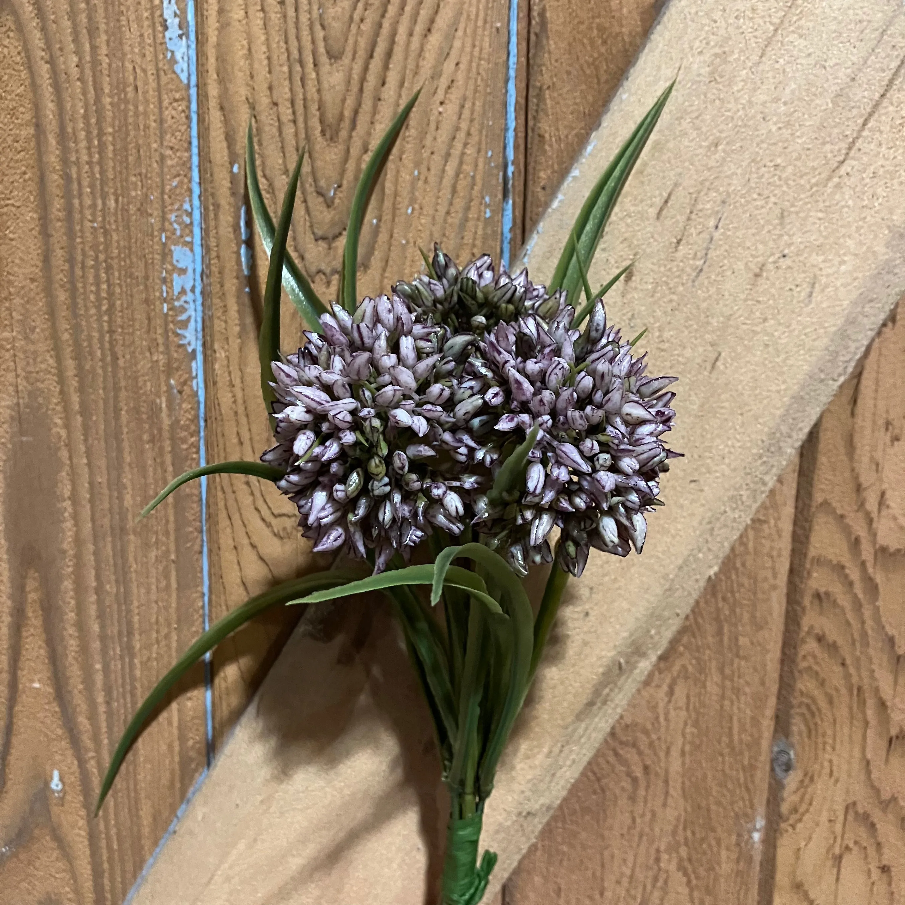 Allium Grass Mauve