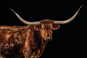 Bigger in Texas by Adam Mowery