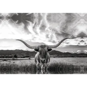 Black And White Longhorn Cow I - Wrapped Canvas Photograph Steelside™ Size: 20" H x 30" W   Format: White Framed Print, Mat Included: No