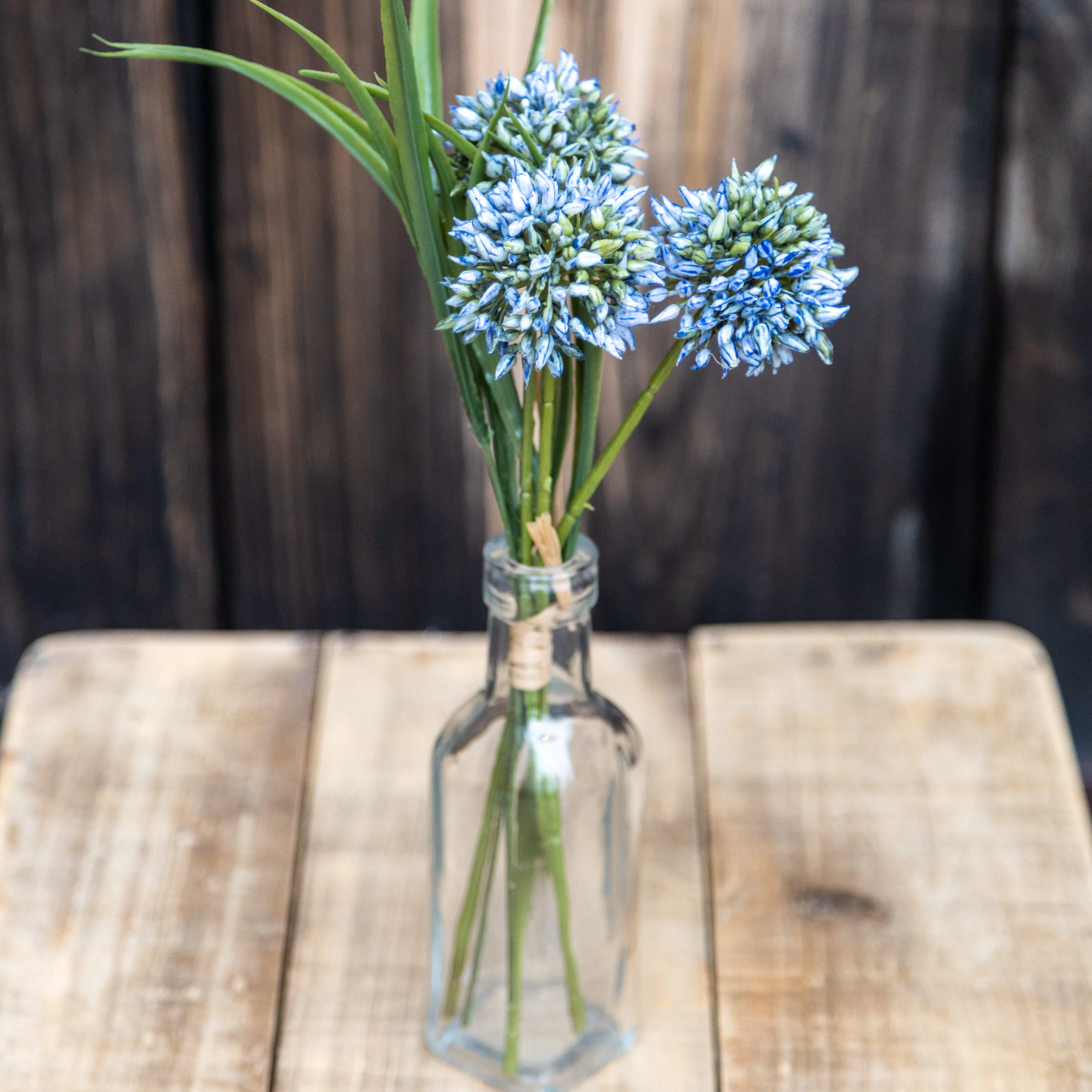 Blue Allium Grass