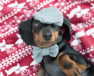 Dachshund Christmas Fair Isle Blanket