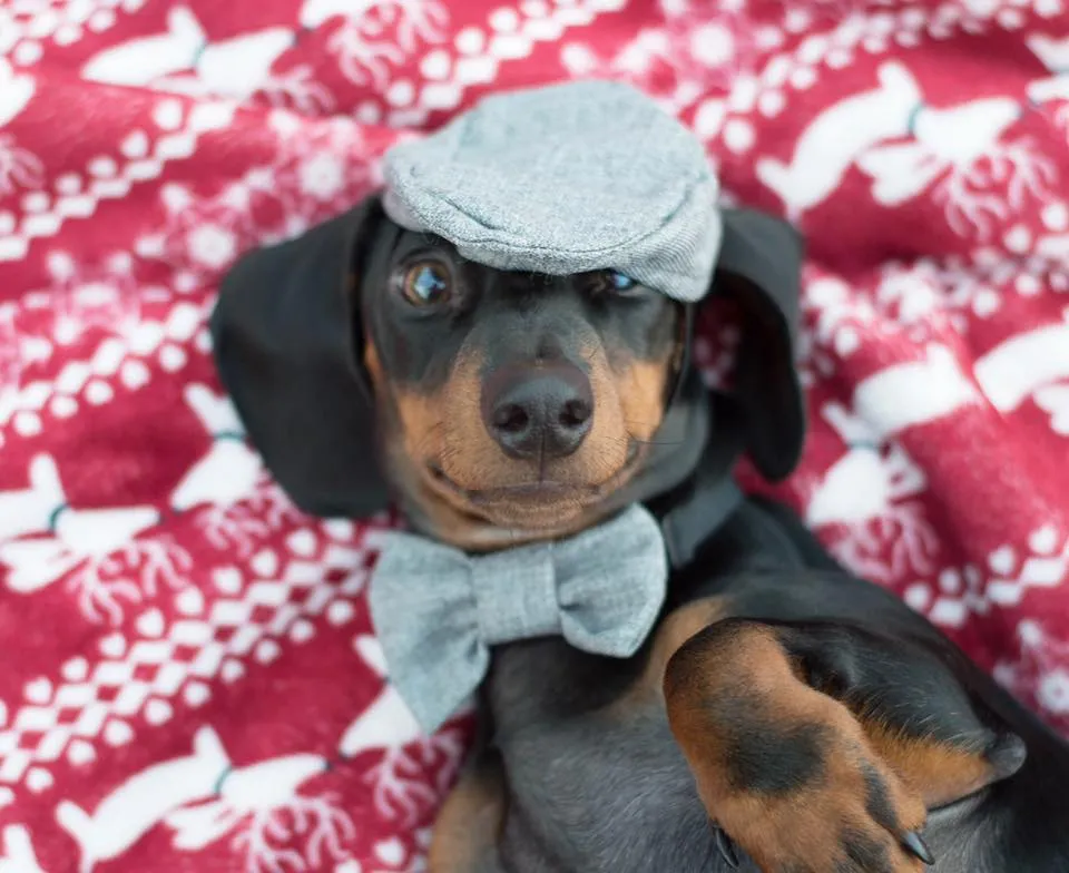 Dachshund Christmas Fair Isle Blanket