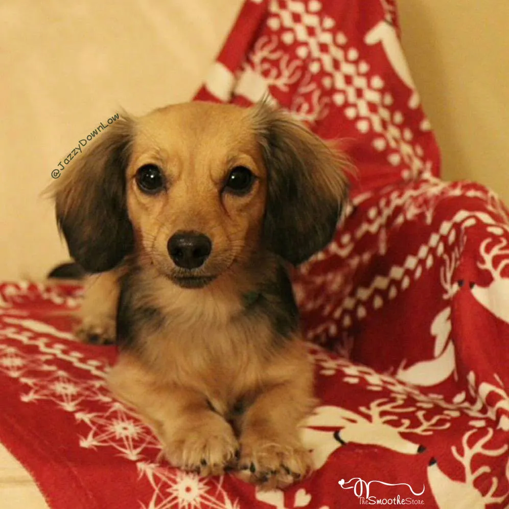Dachshund Christmas Fair Isle Blanket
