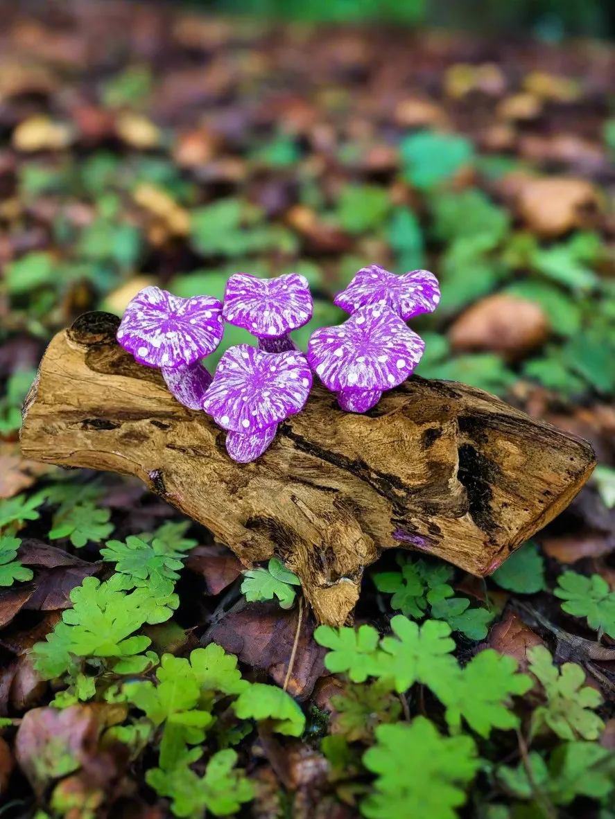 Five Mushrooms On Log