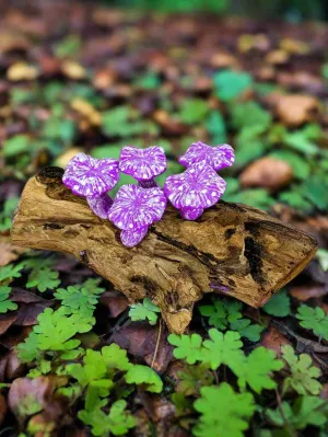 Five Mushrooms On Log