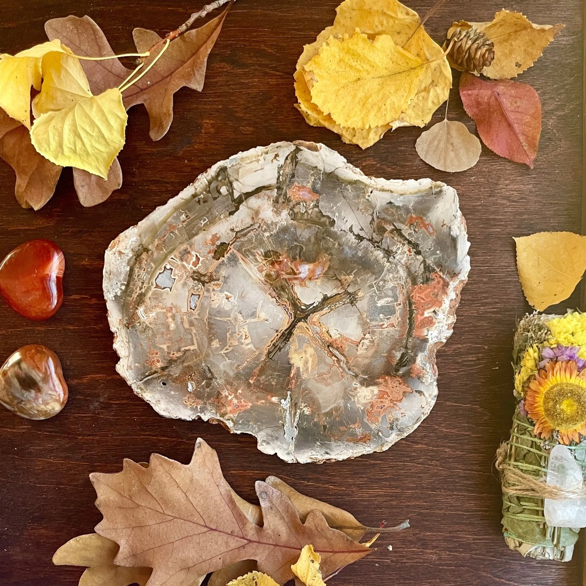 Four Directions Petrified Wood slice