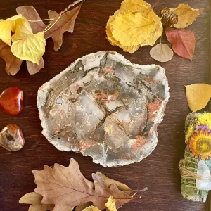 Four Directions Petrified Wood slice