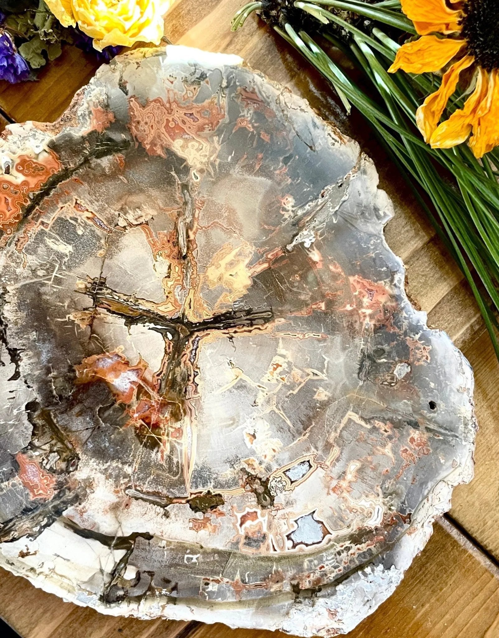 Four Directions Petrified Wood slice