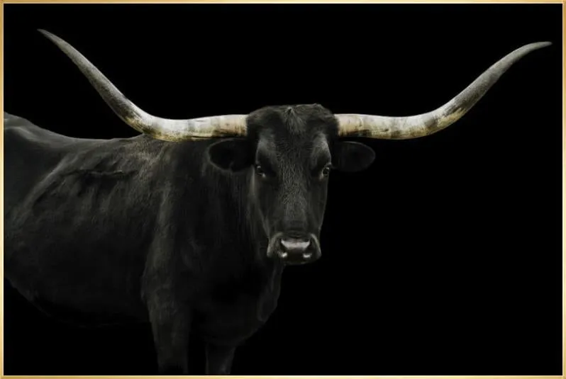 Longhorn 4 by Adam Mowery