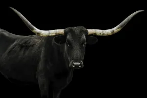Longhorn 4 by Adam Mowery