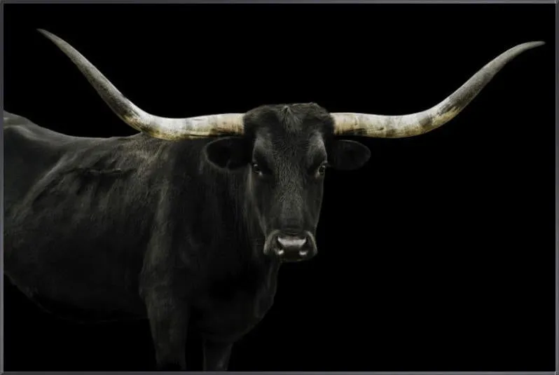 Longhorn 4 by Adam Mowery