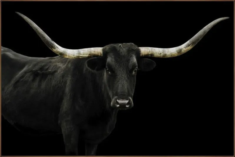 Longhorn 4 by Adam Mowery