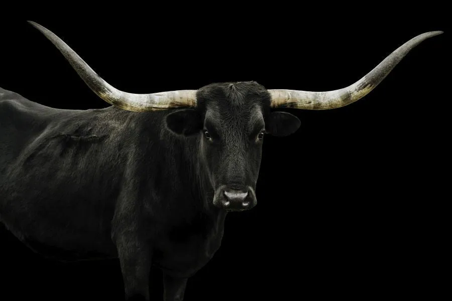 Longhorn 4 by Adam Mowery