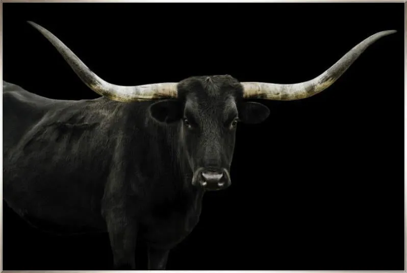 Longhorn 4 by Adam Mowery