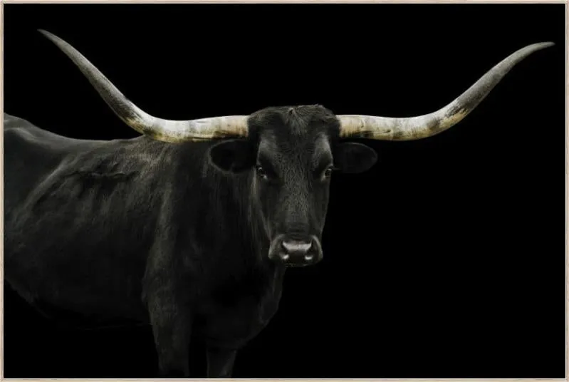 Longhorn 4 by Adam Mowery