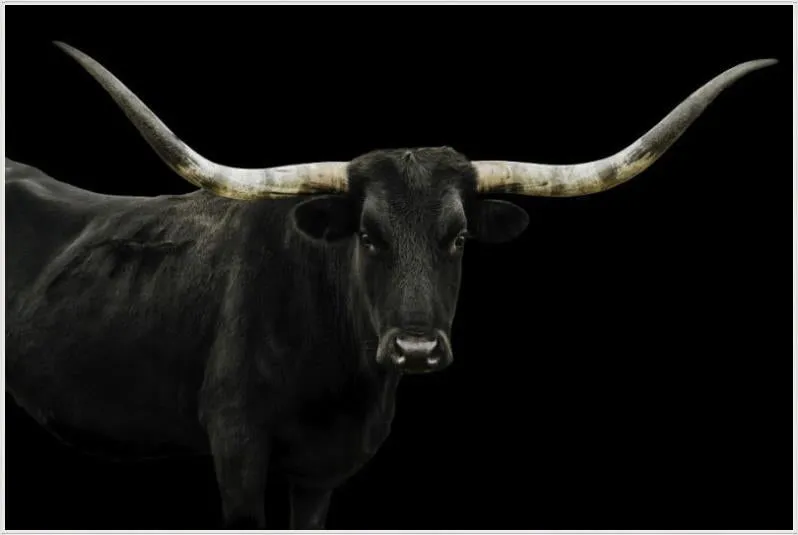 Longhorn 4 by Adam Mowery