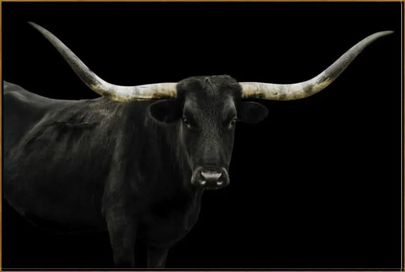 Longhorn 4 by Adam Mowery