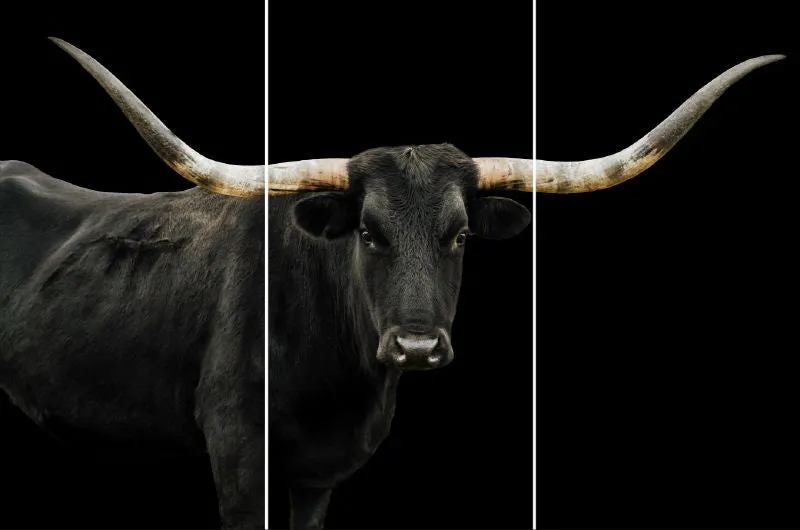 Longhorn 4 Triptych by Adam Mowery