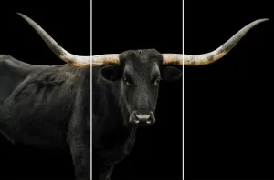 Longhorn 4 Triptych by Adam Mowery
