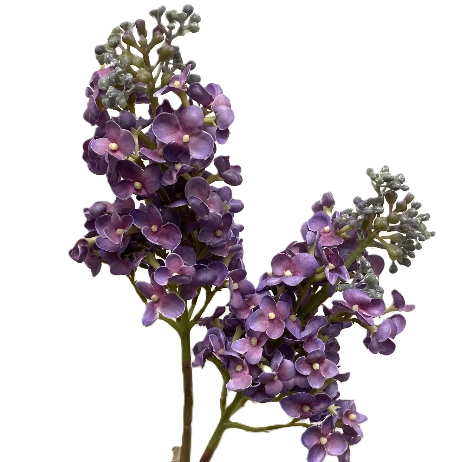 Purple Lilac Spray