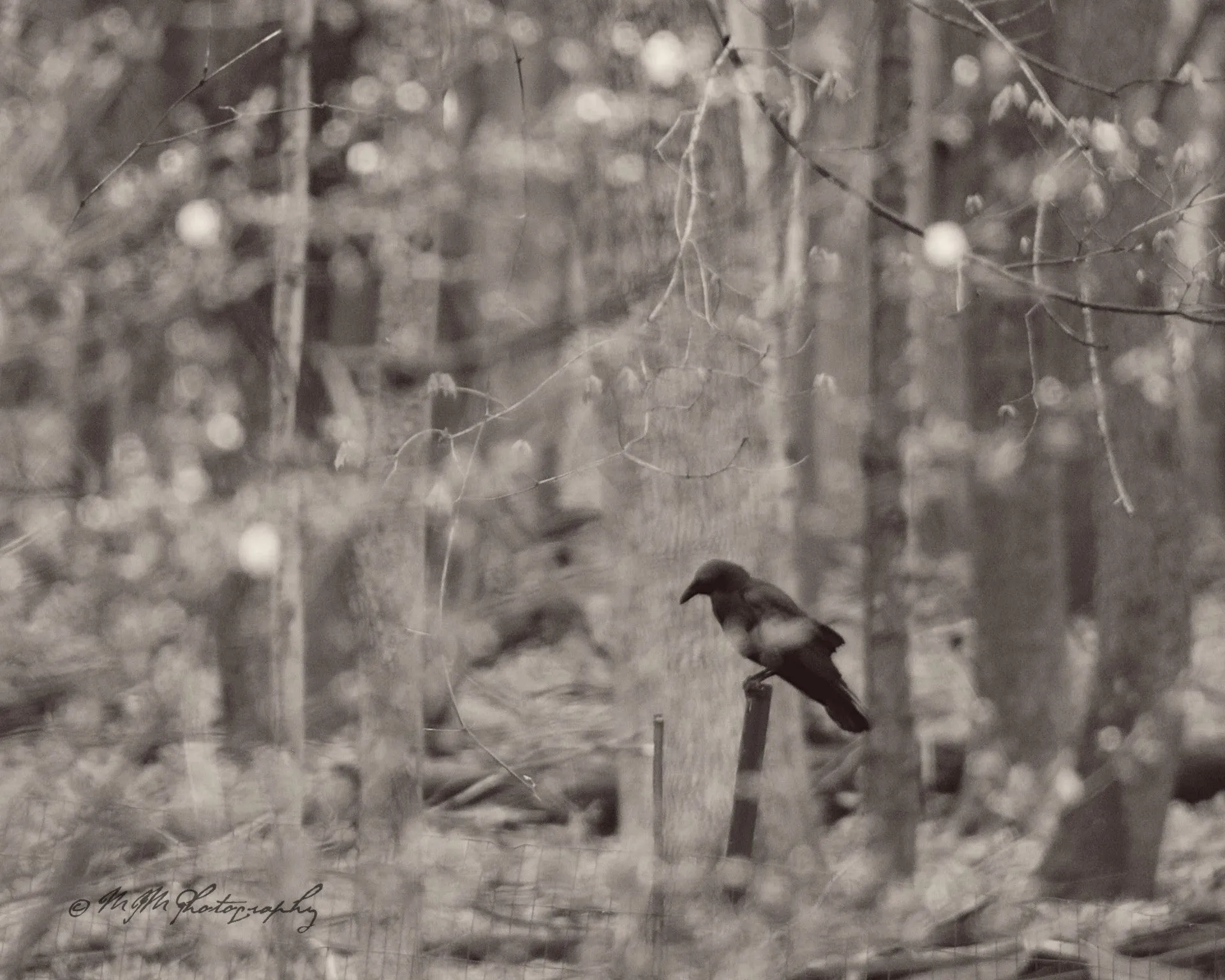 "Quiet Contemplation". Original Artwork Photography Print.