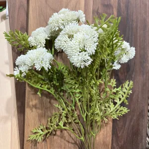 Sedum Spray White