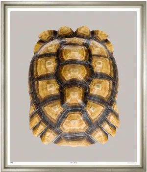 Tortoise Shell - Trowbridge Gallery