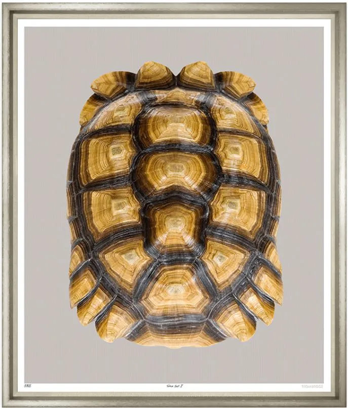 Tortoise Shell - Trowbridge Gallery