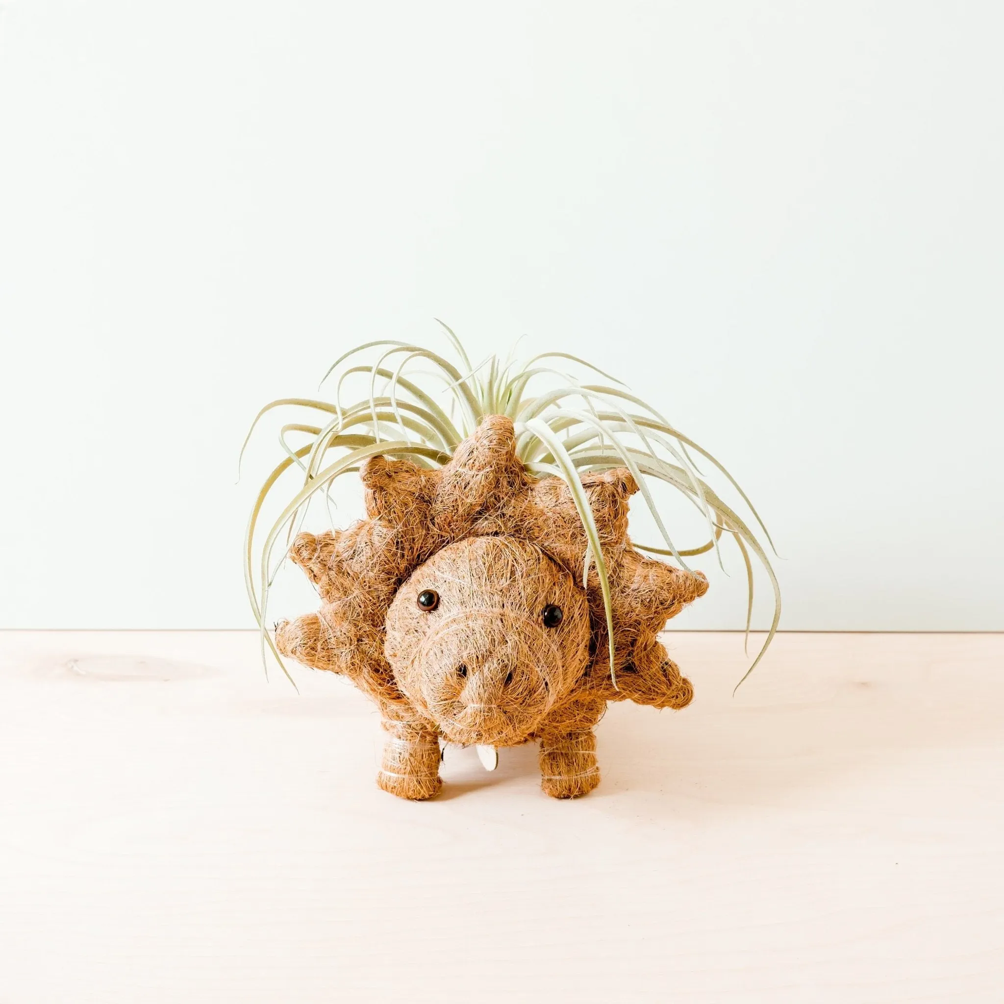 Triceratops Planter - Coco Coir Pots