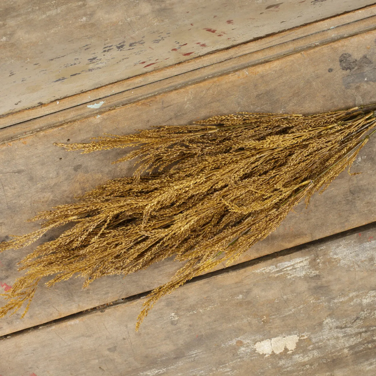 Wheat Bush