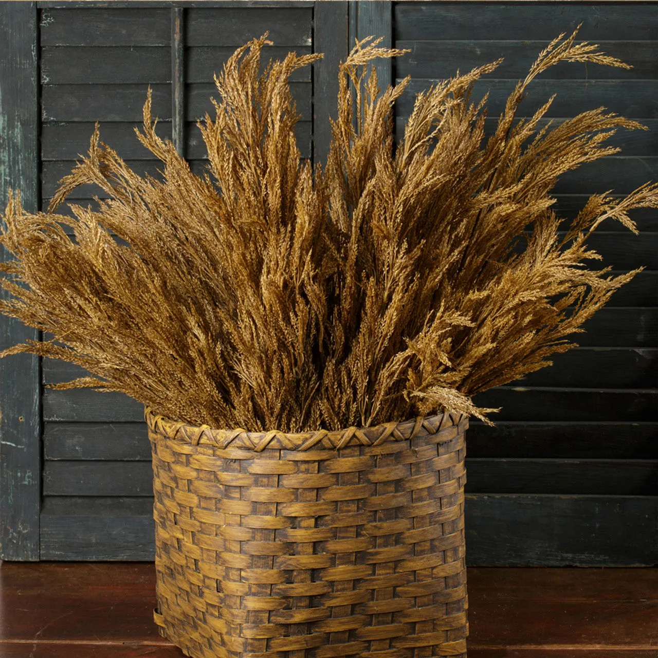 Wheat Bush