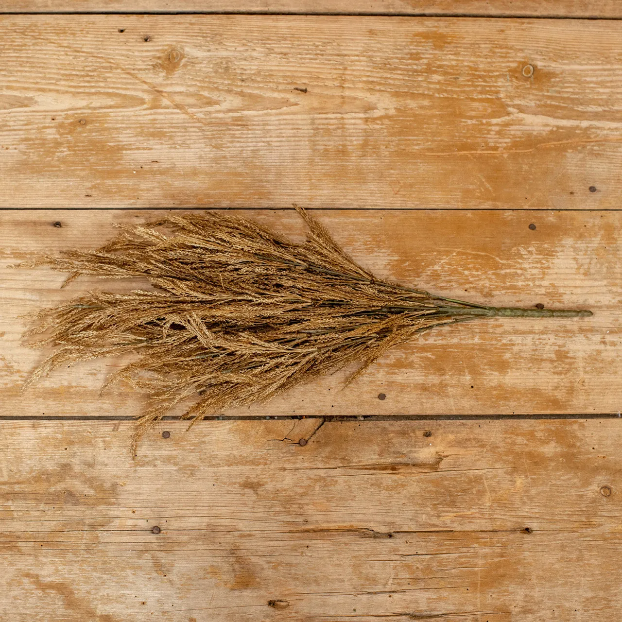Wheat Bush